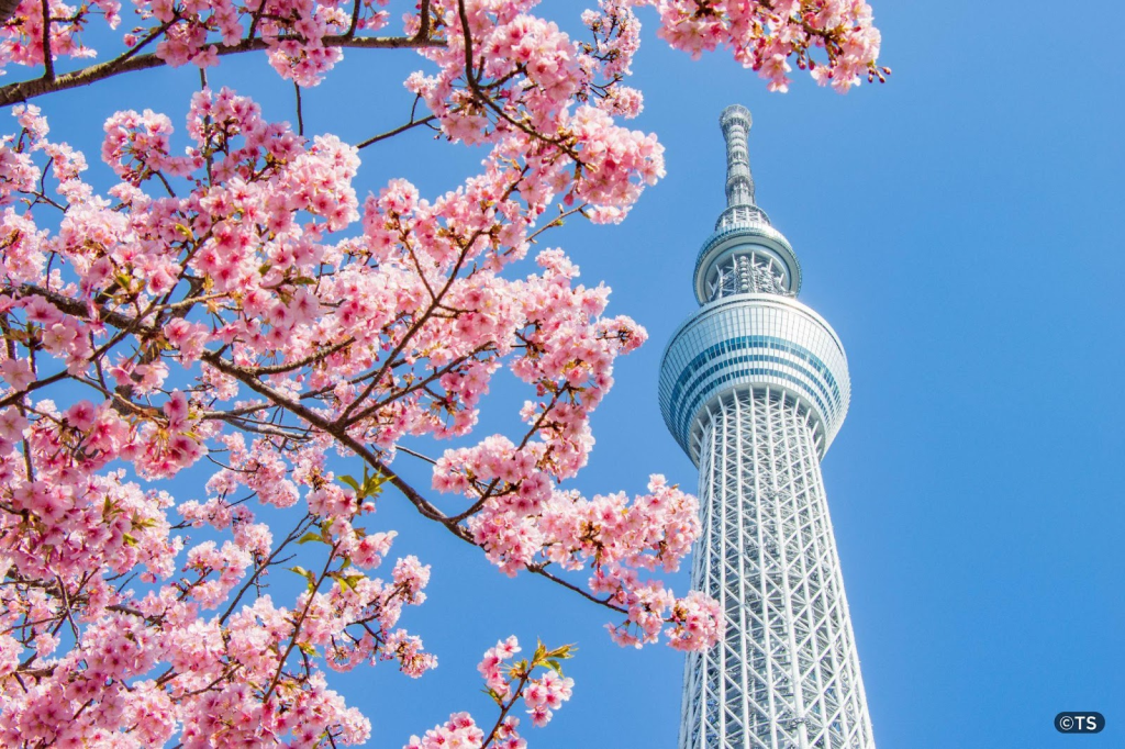 Відкрийте для себе чудеса TOKYO SKYTREE: важлива зупинка для мандрівників