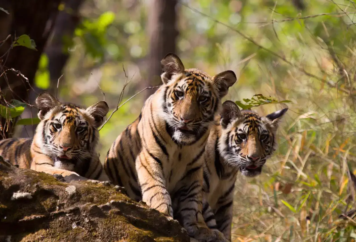 Sundarbans Tiger Reserve to Remain Closed to Tourists Until August 2025