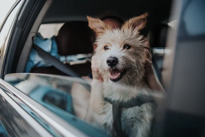 Considerações Essenciais para Viajar com Seu Cão